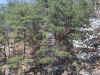 110-1038_IMG.JPG (659938 bytes)