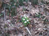 110-1050_IMG.JPG (576825 bytes)