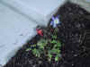 IMG_1062.JPG (449603 bytes)